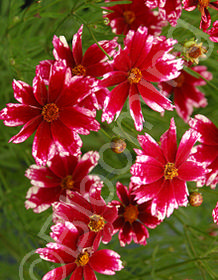 Coreopsis x 'Ruby Frost'